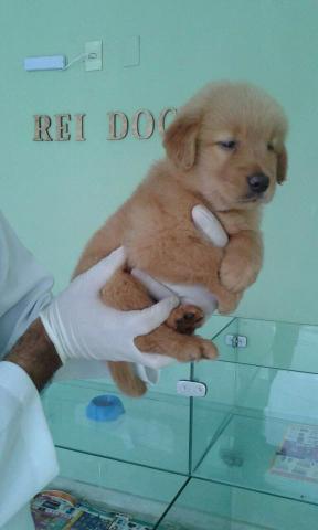 Golden Reidog, loja Maceió em 12x
