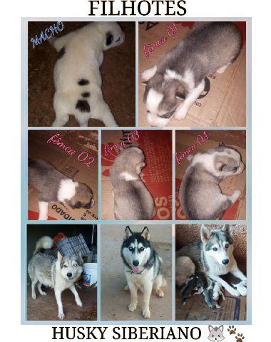 Husky Siberiano