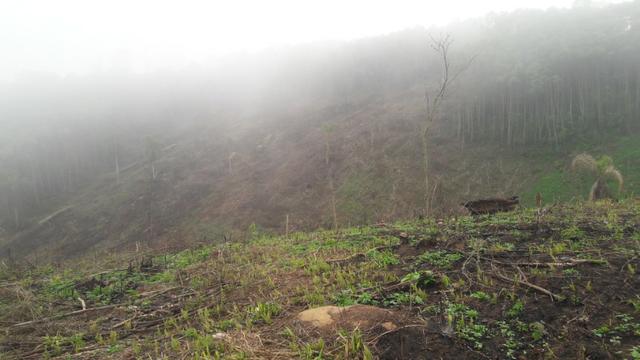 Terreno para fazer arado (mecanizar) - Foto 7