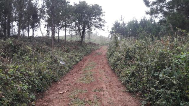 Terreno para fazer arado (mecanizar) - Foto 2