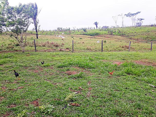 Vende-se terra ramal do mutum - Foto 6