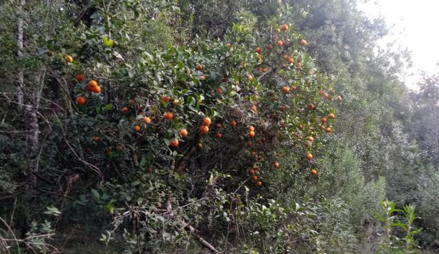 Chácara 3,2 Ha Fazenda Souza - Foto 13