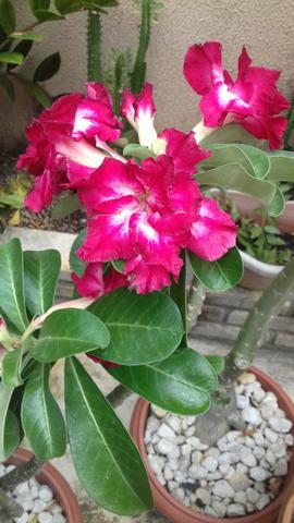 Rosa do deserto - Foto 3