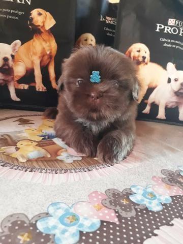 Shih tzu vem conferir - Foto 2