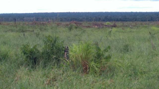 Fazenda em Marcelândia - Foto 2