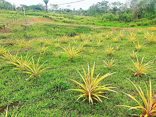 Vende-se terra ramal do mutum - Foto 4