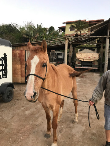 Vendo muito manso para criança - Foto 5