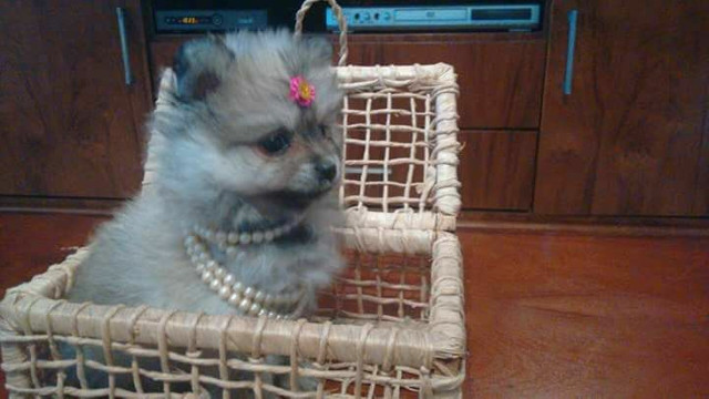 Lindinha e fofa lulu da Pomerânia