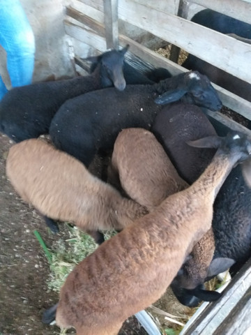 Carneiros santa Inês a venda cordeiros 300 reais cada 1 - Foto 4