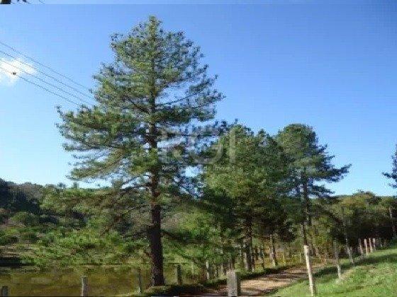 Sítio à venda em Lomba do pinheiro, Porto alegre cod:MI270383 - Foto 5