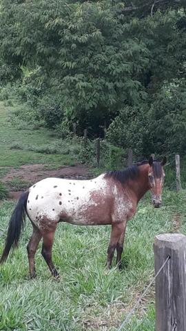 Vendo um cavalo. - Foto 4
