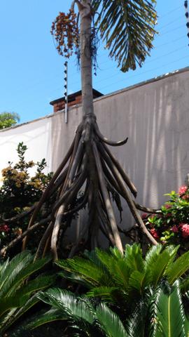 Sementes de palmeira que anda - Foto 2