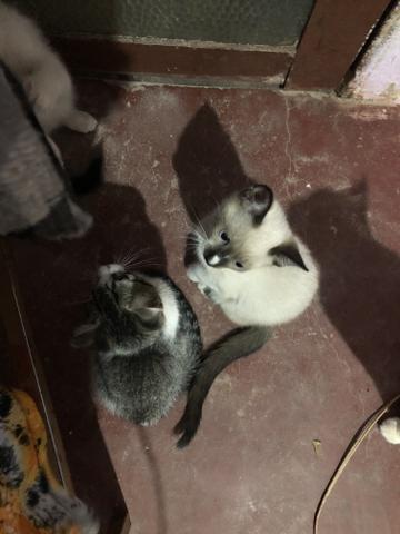 Doa-se lindas gatinhas - Foto 3