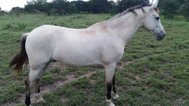 Cavalo Marcha Picada