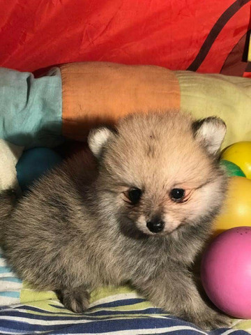 Belo e fofo lulu da Pomerânia - Foto 3