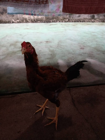 Frango índio gigante mestiço a caipira - Foto 2