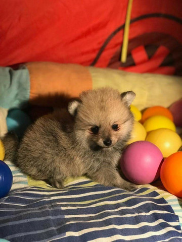 Belo e fofo lulu da Pomerânia - Foto 2