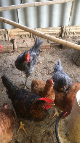Vendo galos novos caipiras e um brama - Foto 3
