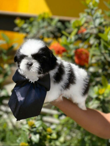 ShihTzu Loja Física
