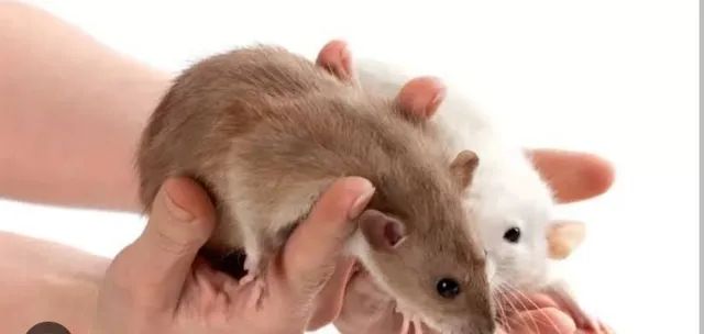 Ratos mercol dumbo  - Foto 5