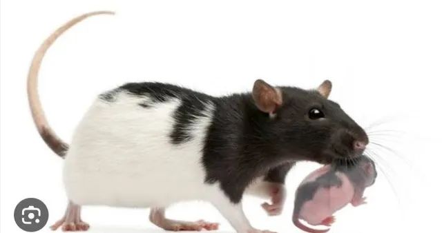Ratos mercol dumbo  - Foto 3