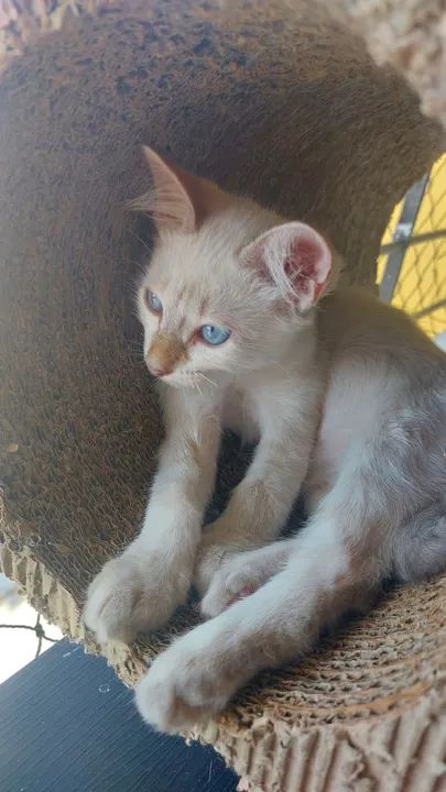 Gatinho (macho) para adoção - Foto 3