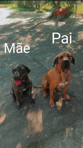 Cachorro raca fila  +432 anúncios na OLX Brasil