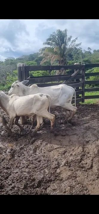 Nelore extra bezerro IATF  - Foto 4
