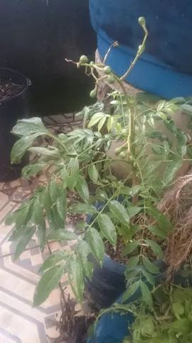 Cajamanga * - Foto 2