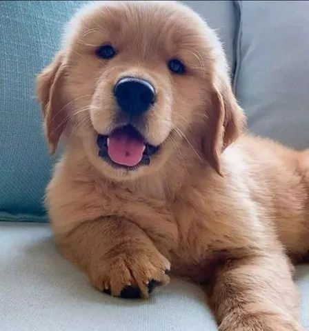 Golden retriever shops for olx