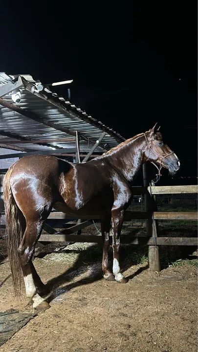 Cavalo mangalarga marchador! - Foto 3