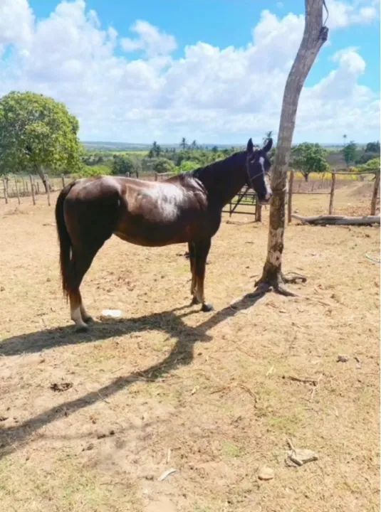 Égua direita sem papel  - Foto 3