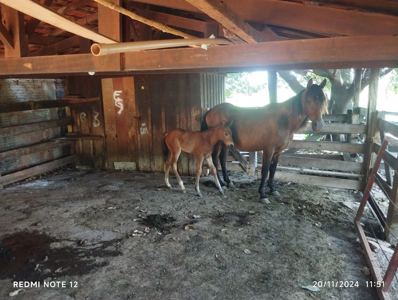 Vendo égua  QM Parida  - Foto 5