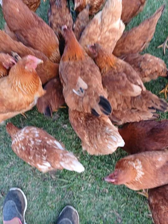 Franga ,e frango poedeiras