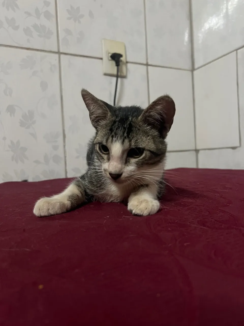 Gatinho charmoso para adoção