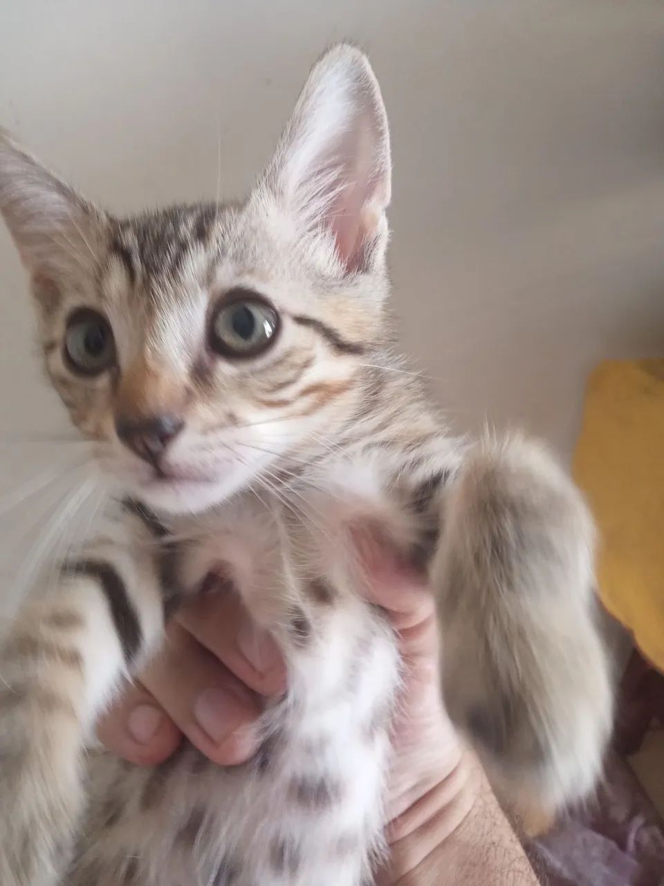 Adoção gatos - Foto 2