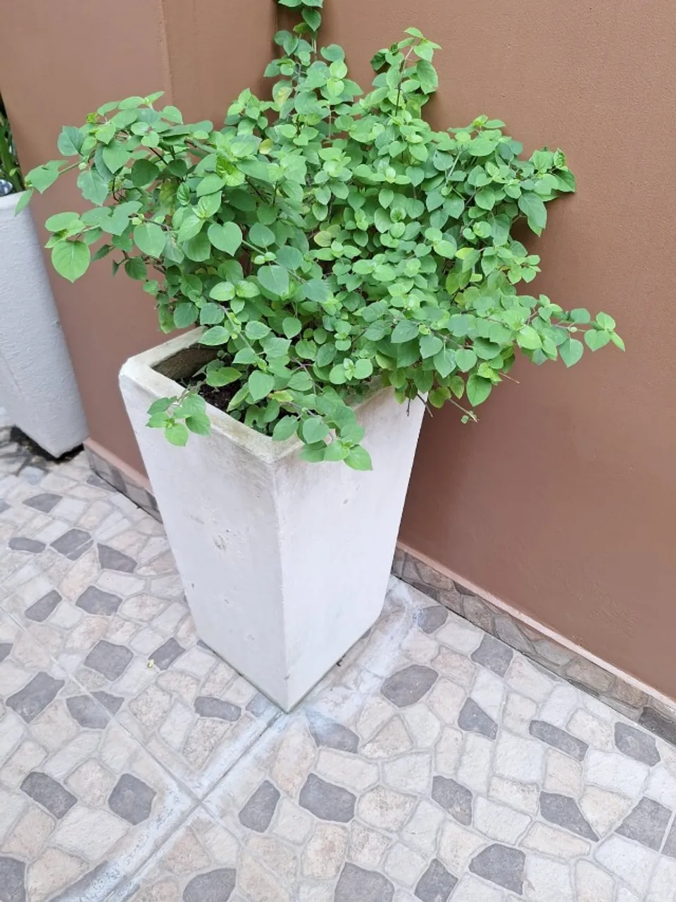 Vendo 3 Vasos de plantas de Cimento