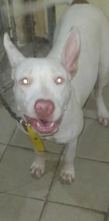 Pitibul fêmea, 5 meses 