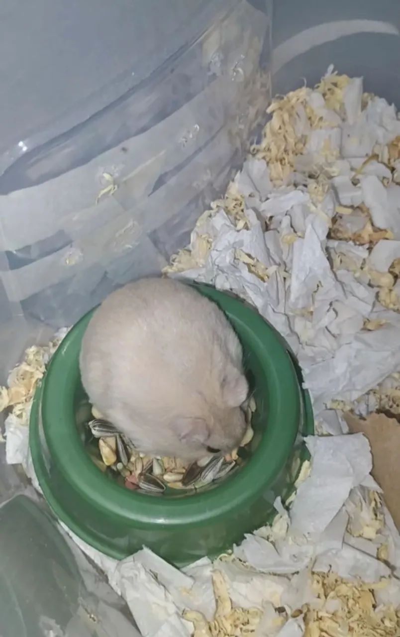 Hamster fofinho para adoção