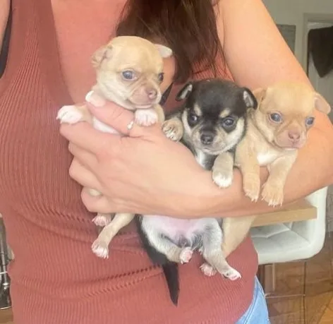 Chihuahua Fêmea Creme: Delicadeza e Alegria em Um Só Corpo!