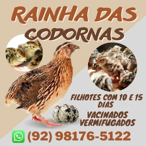 Filhotes de codornas Gigantes