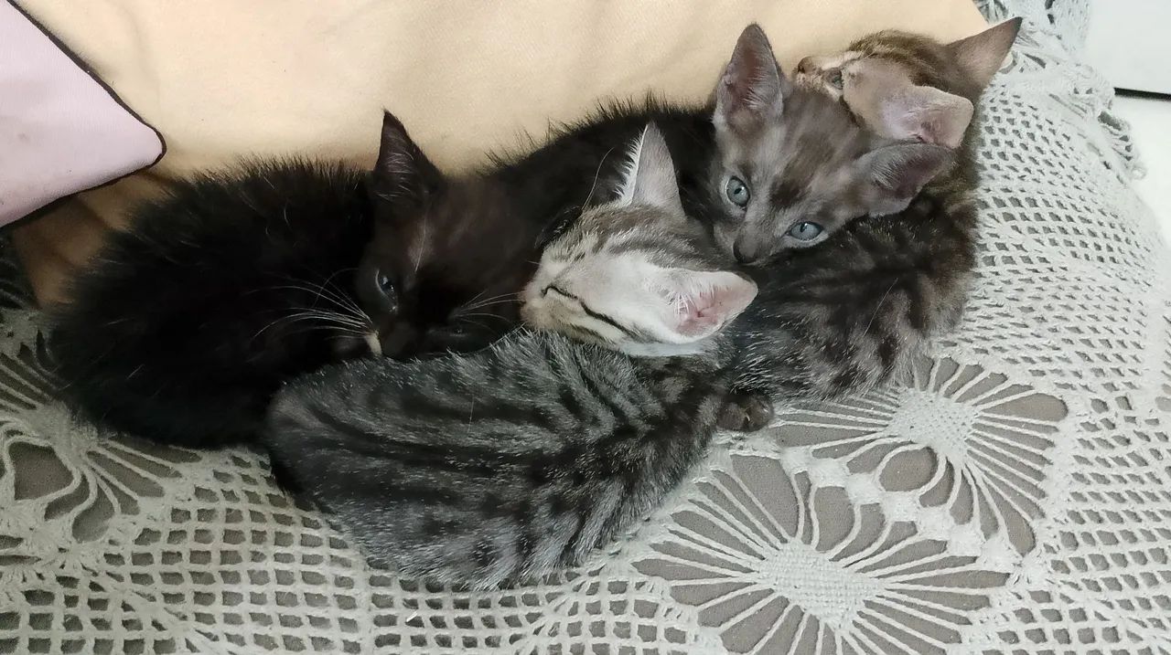 Gatos filhotes  - Foto 2