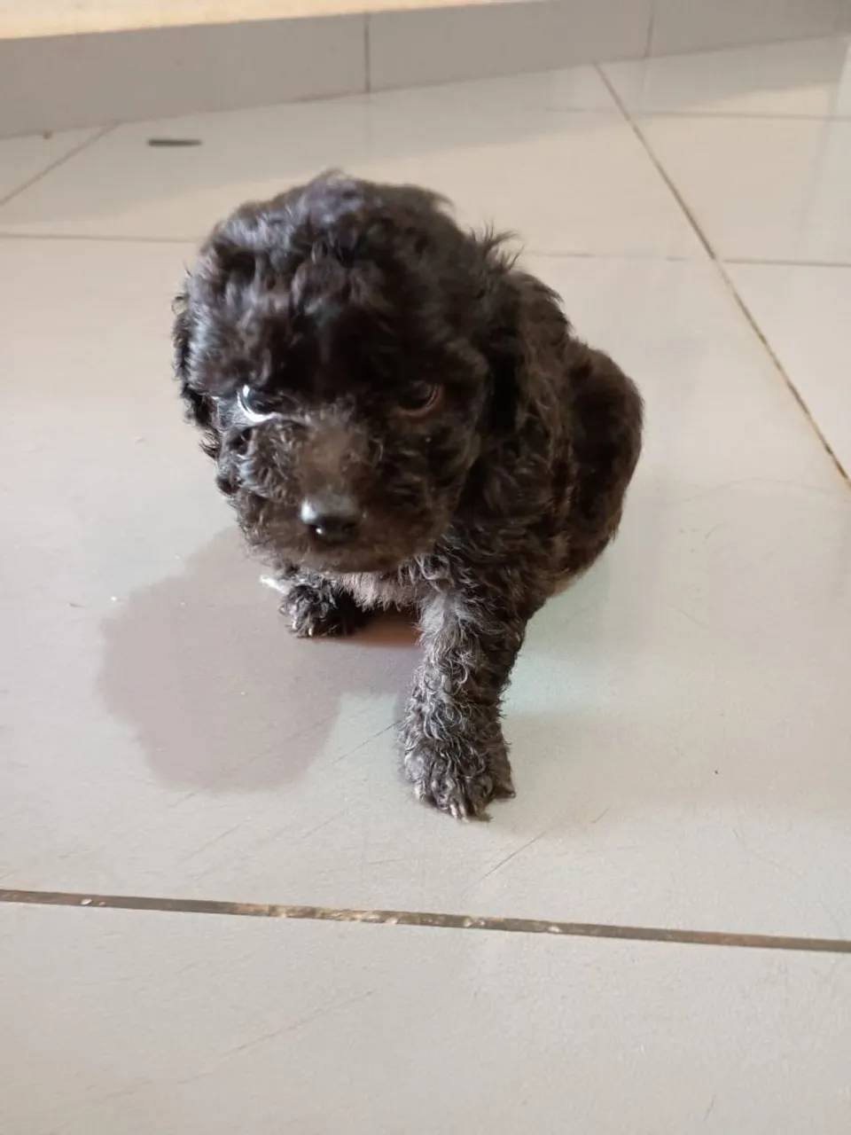 Filhote de poodle mini