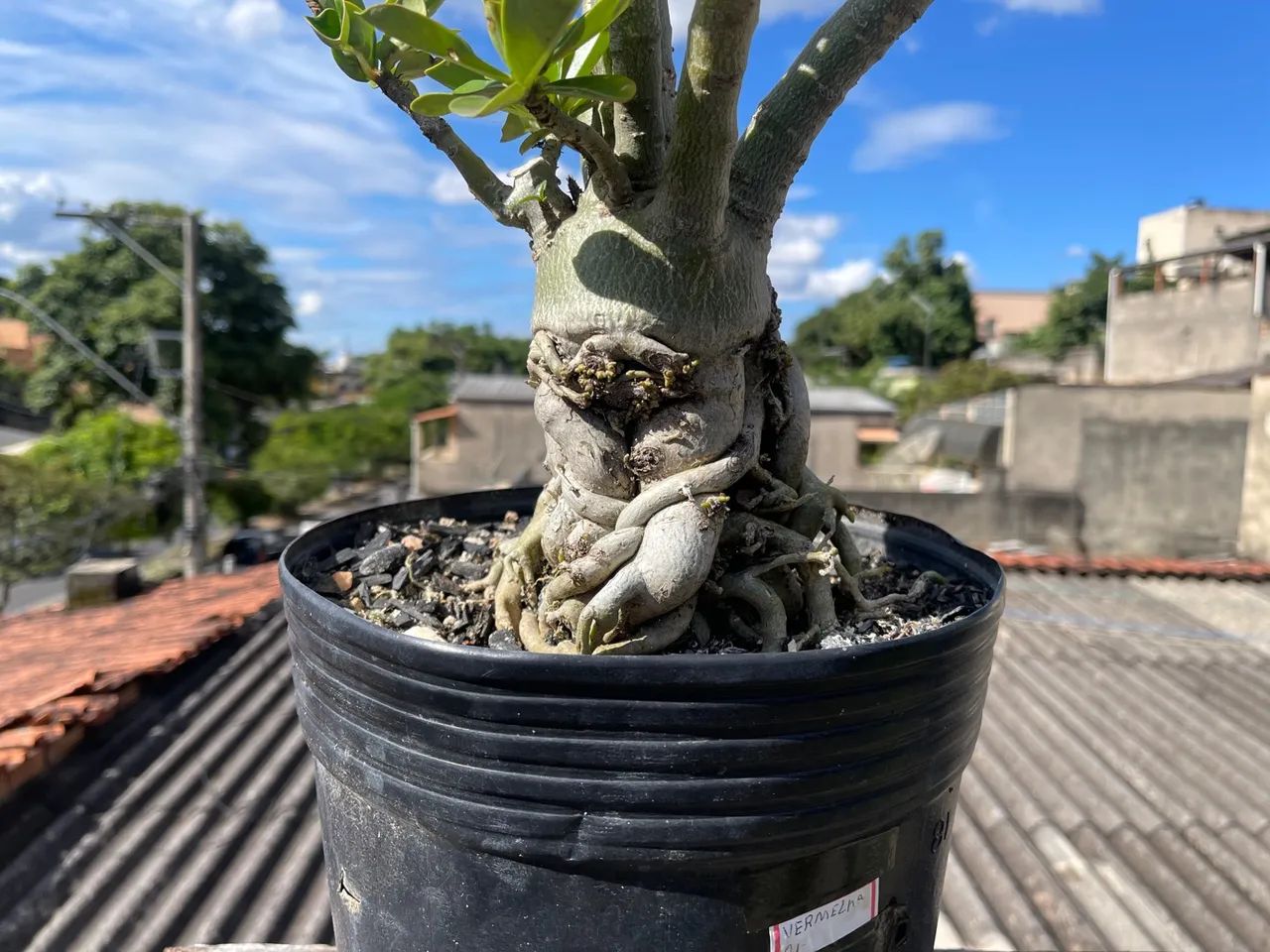 Rosa do deserto  - Foto 3