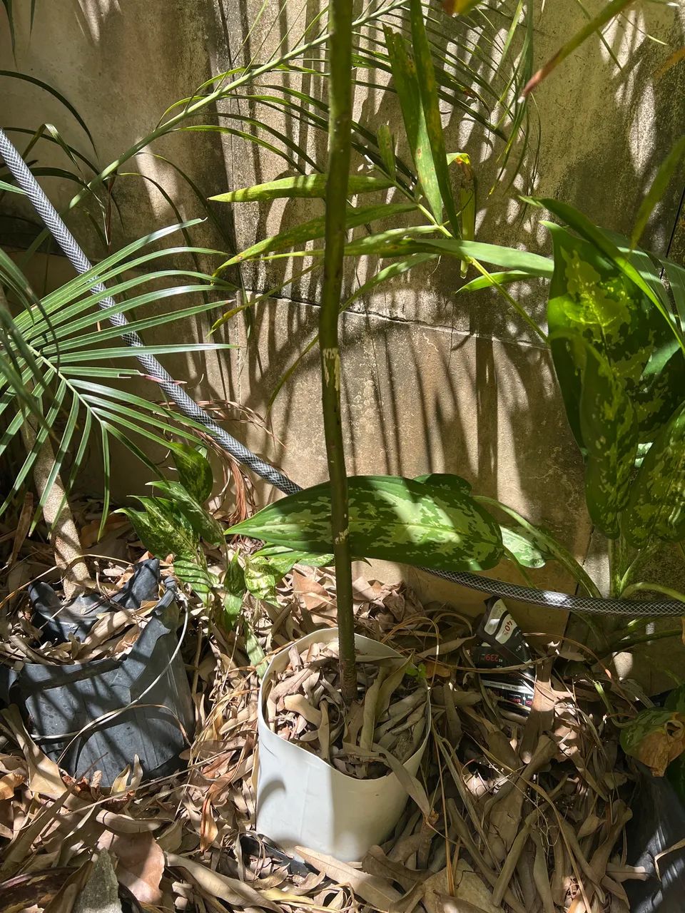 Mudas de abacate mateiga - Foto 3