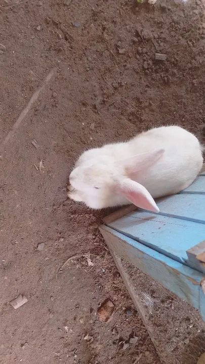 Coelho branco fofinho 