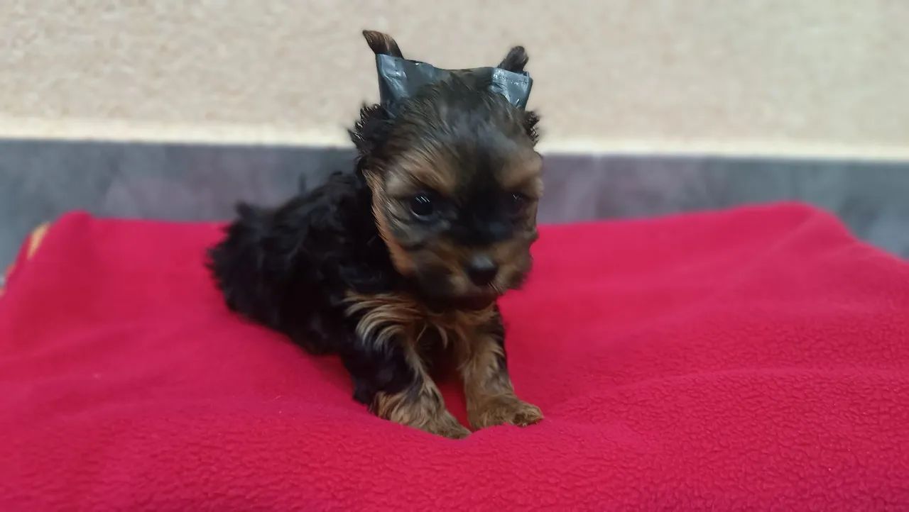 Yorkshire Terrier macho Filhote - Foto 2