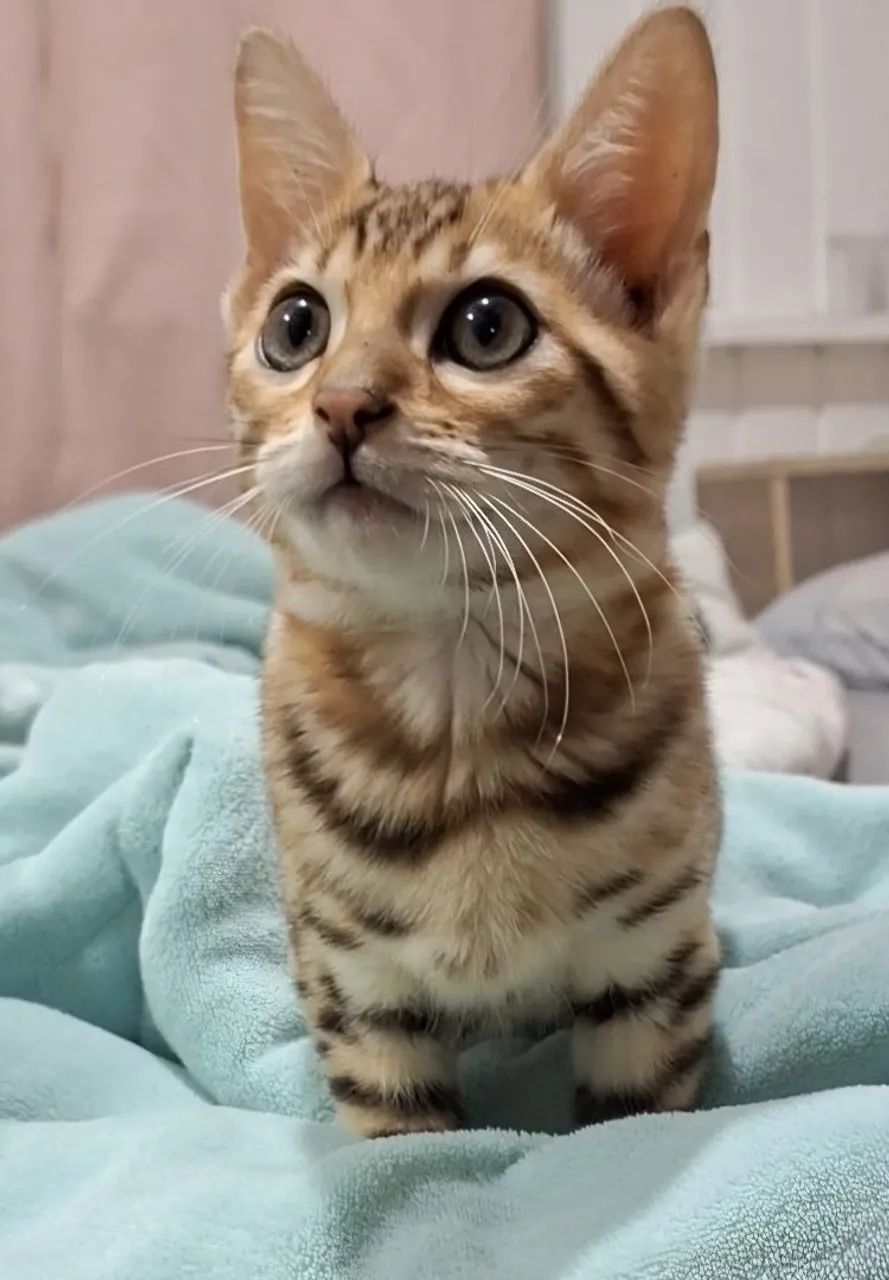 Gatinho Bengal de 3 meses - Foto 5