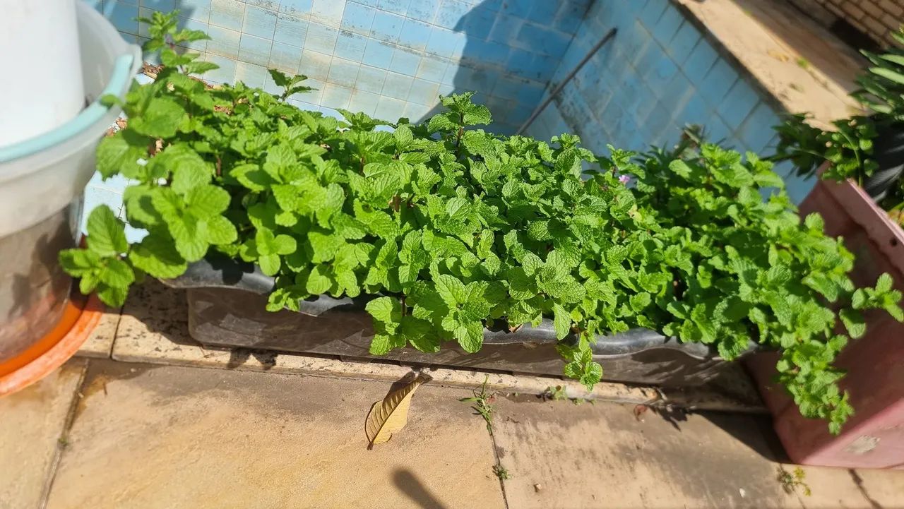 Vaso de hortela organica com muita terra adubada e organica tambem - Foto 2