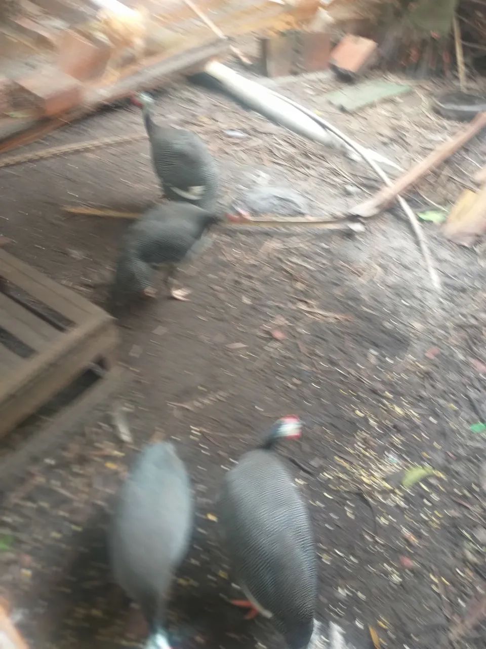 Pintos e galinhas - Foto 3